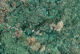 Huge, Sparkling Dioptase Crystal Cluster - N'tola Mine, Congo #209711-7